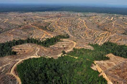 Hutanku Sayang, Hutanku Malang: Akahkah Indonesia menjadi Hutan Beton? Hutanku Sayang, Hutanku Malang: Akahkah Indonesia menjadi Hutan Beton?