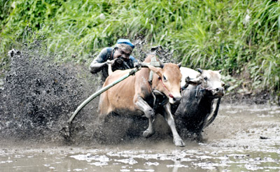 Pacu Jawi Sekadar Alek Fotografer? Pacu Jawi Sekadar Alek Fotografer?