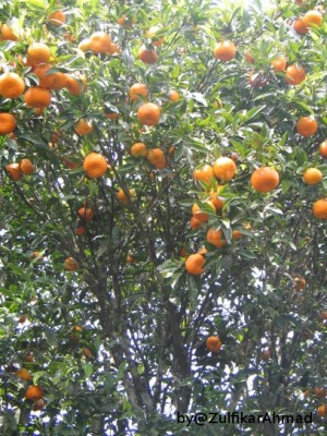 Jeruk Keprok Gayo, Komoditi Unggulan Nasional Jeruk Keprok Gayo, Komoditi Unggulan Nasional