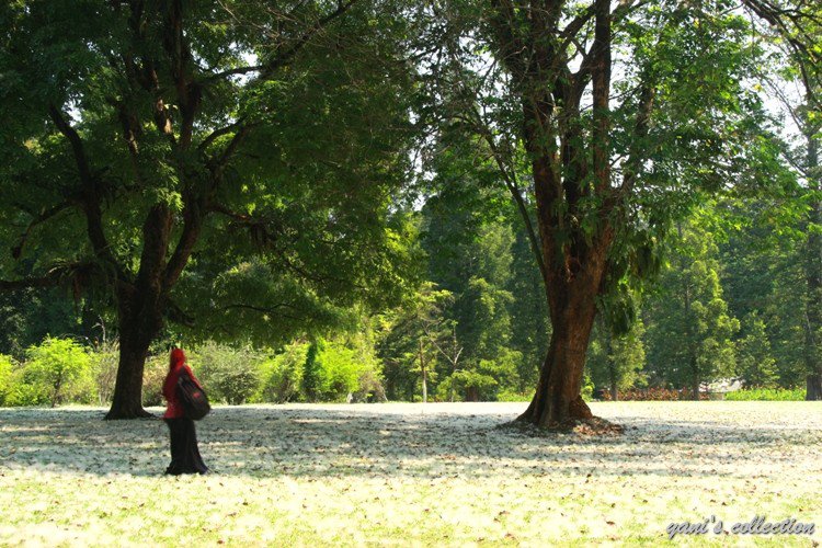Indonesia Tanpa Hutan Ibarat Kita Tanpa Harga Diri: Upaya Sadar Manusia Untuk Menjaga Hutan Indonesia Tanpa Hutan Ibarat Kita Tanpa Harga Diri: Upaya Sadar Manusia Untuk Menjaga Hutan