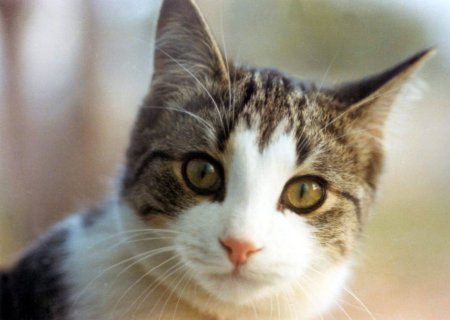 Kucing Bisa Berbicara Kucing Bisa Berbicara