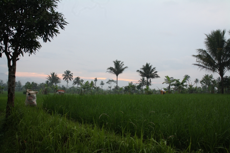 Pohon sebagai Benteng Pertahanan Sawah Wisata Pohon sebagai Benteng Pertahanan Sawah Wisata