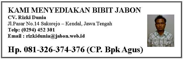 Cara Pembibitan Bibit Jabon Cara Pembibitan Bibit Jabon
