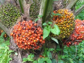 Demam Kelapa Sawit dan Marginalisasi Petani Lokal Demam Kelapa Sawit dan Marginalisasi Petani Lokal