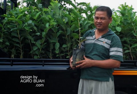 Peluang Menggembangkan Jambu Kristal Peluang Menggembangkan Jambu Kristal