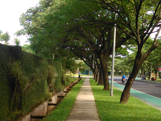trembesi
