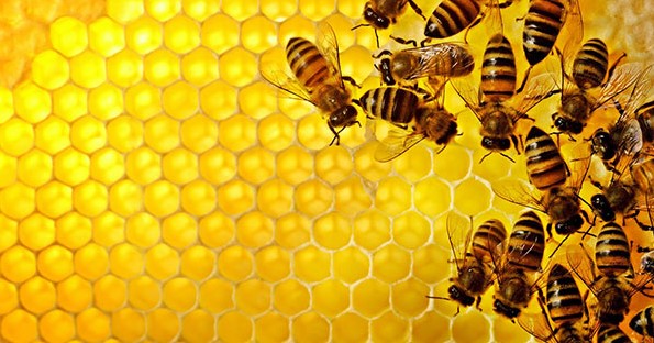 propolis,lebah,sarang lebah