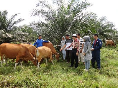 Populasi Sapi Potong Kian Menyusut - Kompasiana.com