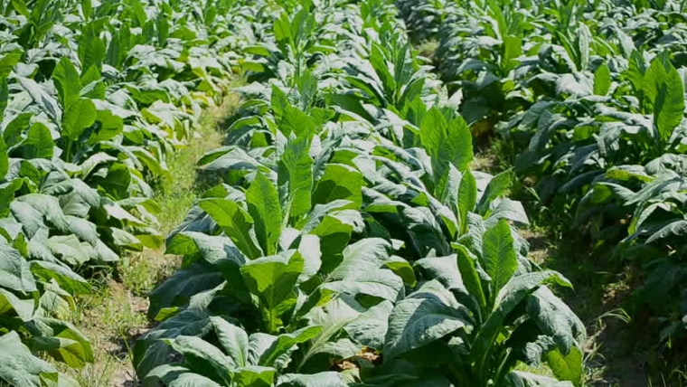 Hasil gambar untuk manfaat tembakau