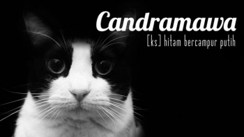 19 Kata Dalam Bahasa Indonesia Yang Mungkin Belum Pernah 19 Kata Dalam Bahasa Indonesia Yang Mungkin Belum Pernah