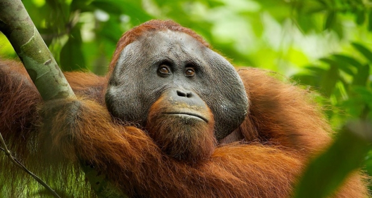 Apa Saja yang Menarik dari Orangutan oleh Petrus Kanisius Apa Saja yang Menarik dari Orangutan oleh Petrus Kanisius