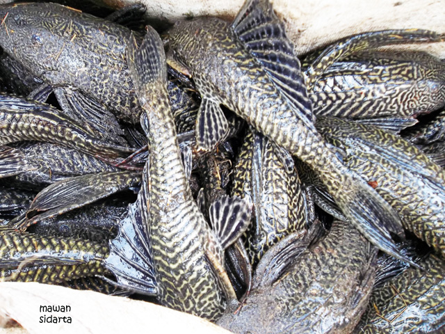 Sekolahkan Anak Berkat Ikan Sapu sapu Halaman 1 Sekolahkan Anak Berkat Ikan Sapu sapu Halaman 1