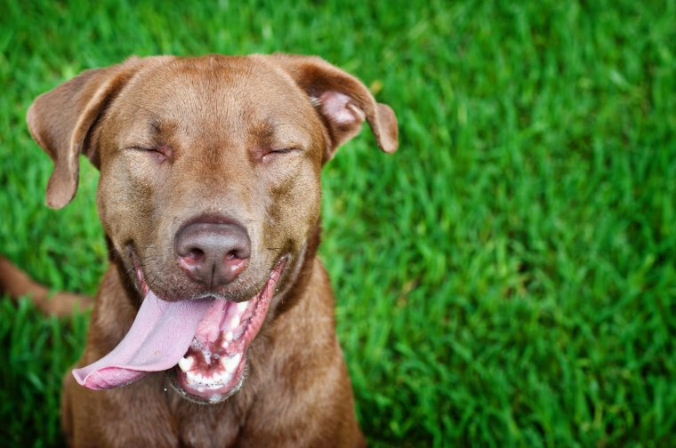 Anjing Gila oleh DesoL Kompasiana com Anjing Gila oleh DesoL Kompasiana com