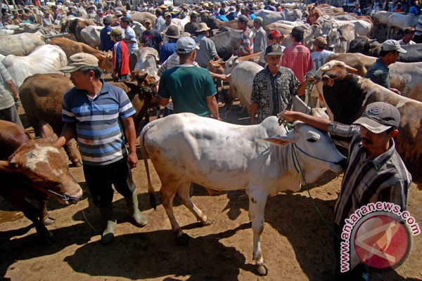46 000 Sapi Betina Produktif Di Jawa Tengah Berakhir Di Rumah Jagal Halaman All Kompasiana Com