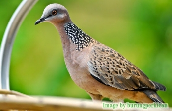 8000+ Gambar Burung Tekukur Gratis 8000+ Gambar Burung Tekukur Gratis