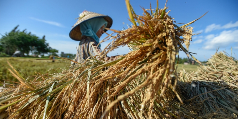 Memajukan Sektor Pertanian Demi Meningkatkan Perekonomian Halaman All Kompasiana Com