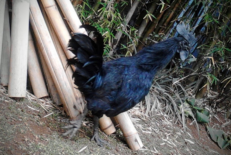 Ayam Cemani, Si Hitam Bertelur Putih Halaman 1 - Kompasiana.com