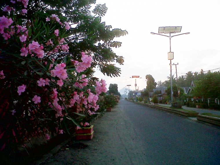 Bunga Oleander Beracun Menghias Kota Pasangkayu Bunga Oleander Beracun Menghias Kota Pasangkayu