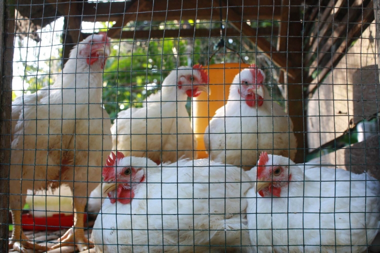 Memelihara Ayam Tanpa Bau Begini Caranya Halaman 1 Kompasiana Com