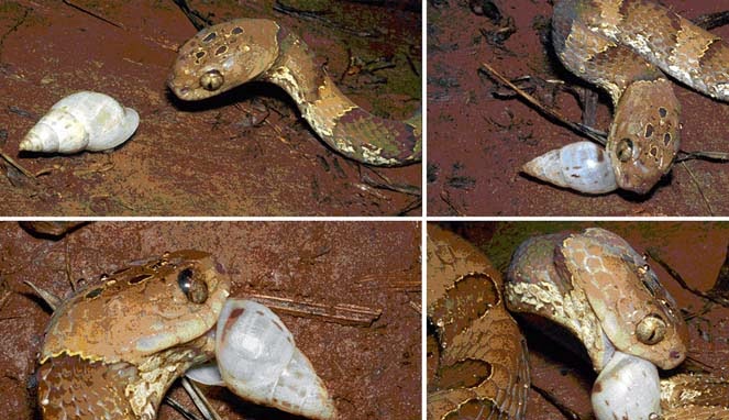 Ular dan Siput: Mana yang Lebih Berbahaya? oleh denny Ular dan Siput: Mana yang Lebih Berbahaya? oleh denny