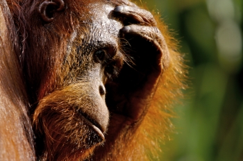 55 Gambar Orang Utan Sedih Paling Keren 55 Gambar Orang Utan Sedih Paling Keren