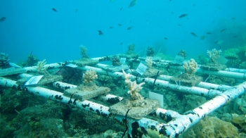 86 Gambar Alam Bawah Laut 86 Gambar Alam Bawah Laut