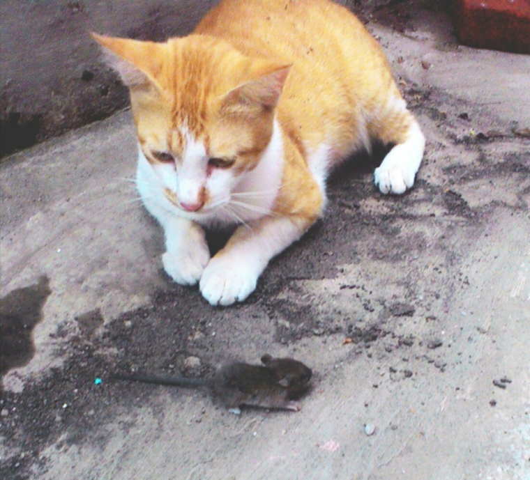 Anjing Dan Kucing Tikus Sang Jawara oleh AKHMAD FAUZI Anjing Dan Kucing Tikus Sang Jawara oleh AKHMAD FAUZI
