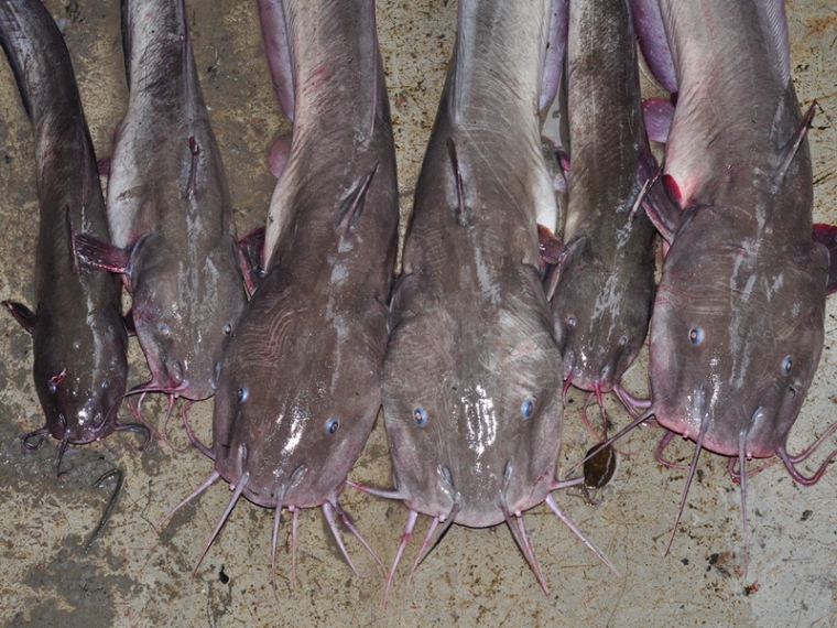 Hati hati Terpatil Ikan Sembilang oleh Trisno Utomo Hati hati Terpatil Ikan Sembilang oleh Trisno Utomo