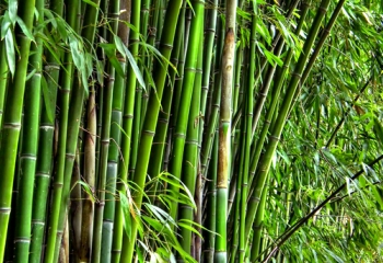 60+ Gambar Kursi Bambu Kembang Gratis