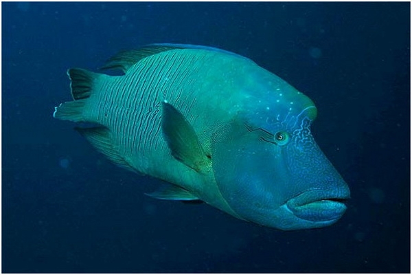 Ikan  Napoleon  Si Bibir Dower yang Dilindungi oleh Trisno   Ikan  Napoleon  Si Bibir Dower yang Dilindungi oleh Trisno