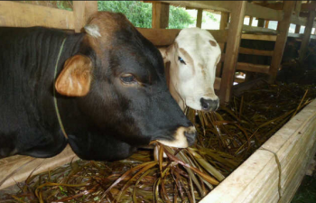 Cara Memelihara Sapi Yang Benar - Tenak Sapi Blog
