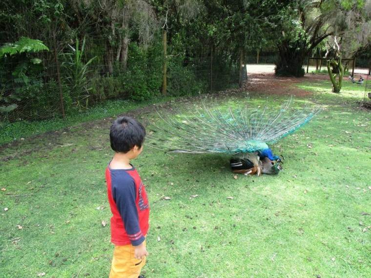 Ketika Anak Balitaku Melihat Adegan Merak Kawin