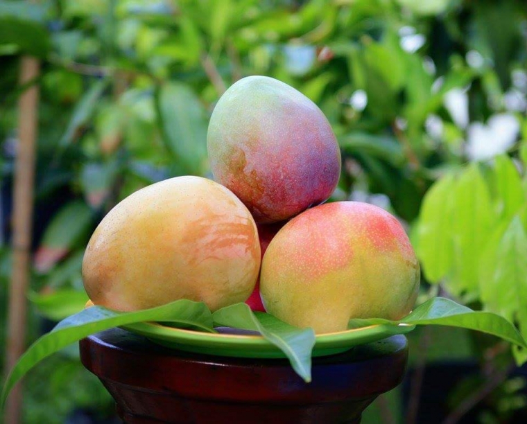 Mangga Agrimania Buah Mangga Termahal di Indonesia Halaman 1