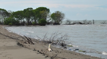 Pantai Muara Beting Wisata Tersembunyi Di Bekasi Pantai Muara Beting Wisata Tersembunyi Di Bekasi
