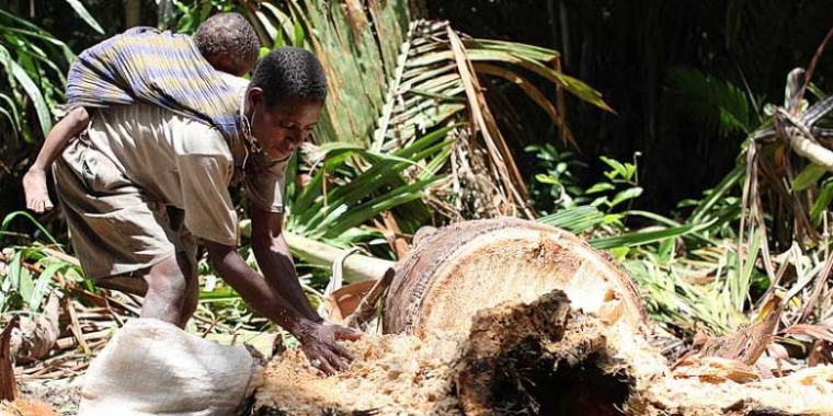 Pak Jokowi Tolong Majukan Papua Kita oleh Amirsyah Oke Pak Jokowi Tolong Majukan Papua Kita oleh Amirsyah Oke