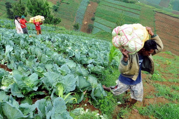 Alur Pemasaran Hasil Pertanian Kompasiana com Alur Pemasaran Hasil Pertanian Kompasiana com