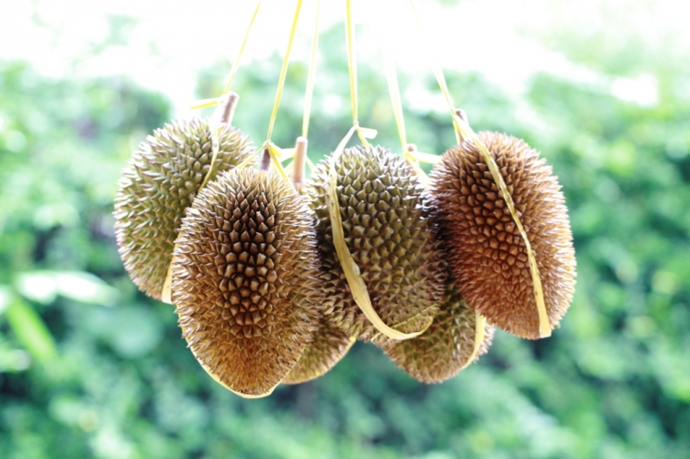 Durian Brongkol Rasanya Legit Manis dan Pahit Halaman 1 Durian Brongkol Rasanya Legit Manis dan Pahit Halaman 1