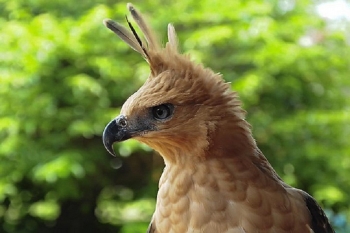 80+ Gambar Bintang Pada Burung Garuda Kekinian 80+ Gambar Bintang Pada Burung Garuda Kekinian