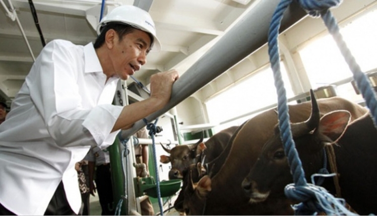 Subsidi Kapal Sapi vs Harga Jual Sapi: Model Tol Laut Joko Widodo