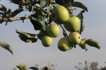 Serasa Memiliki Kebun Apel Sendiri Di Agrowisata Kusuma Batu Serasa Memiliki Kebun Apel Sendiri Di Agrowisata Kusuma Batu