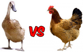 80+ Gambar Ayam Dan Bebek Paling Bagus 80+ Gambar Ayam Dan Bebek Paling Bagus
