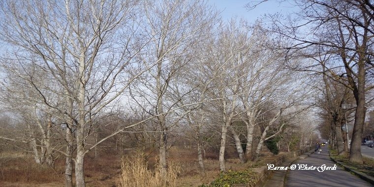 Belajar Kehidupan dari Pohon tak Berdaun  Halaman all  Belajar Kehidupan dari Pohon tak Berdaun  Halaman all