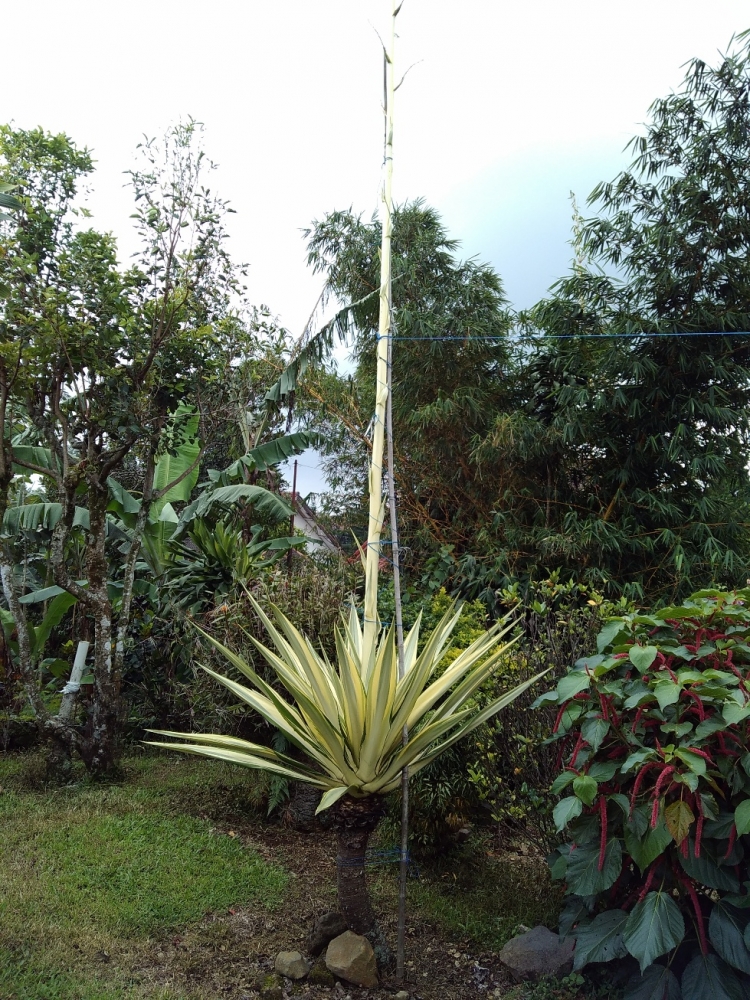 Tanaman Agave