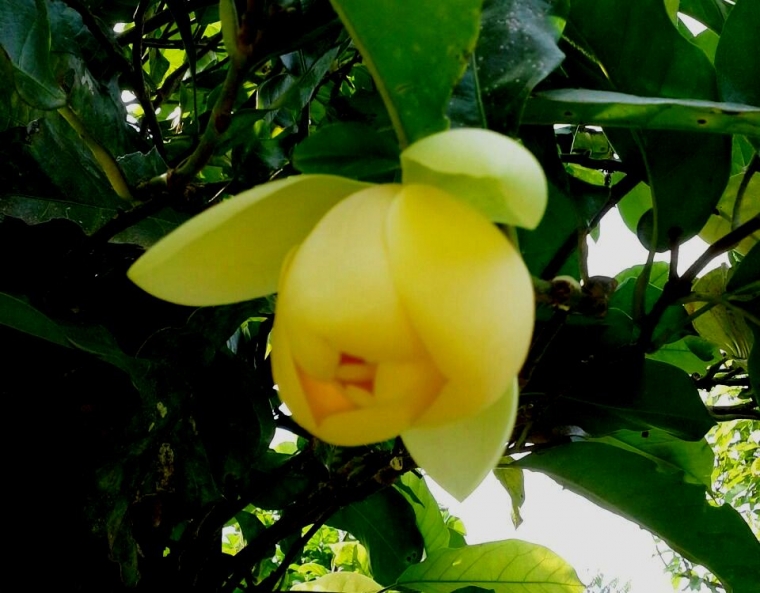 Bunga Kantil Kuning Bunga Kantil Kuning