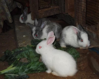 Hasil gambar untuk kelinci balap ternak