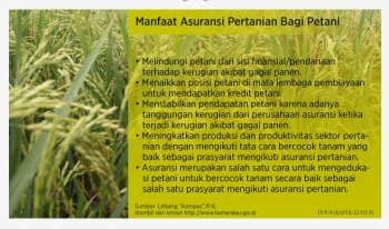 Keong Mas Seringkali Merusak Tanaman Padi Yang Baru Keong Mas Seringkali Merusak Tanaman Padi Yang Baru