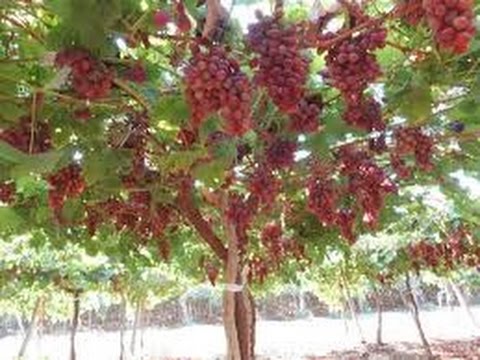 Laksana Pohon Anggur Halaman 1 Kompasiana com