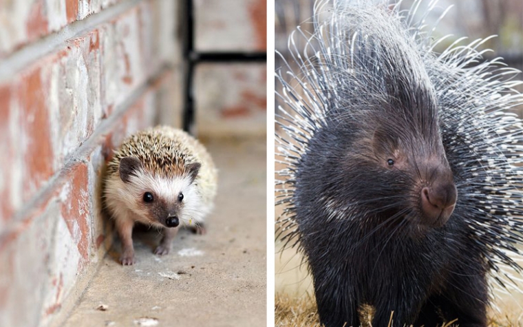 Perbedaan Landak (Porcupine) dan Landak Mini (Hedgehog) yang Harus Anda Ketahui, Jika Anda Pecinta Hewan Peliharaaan