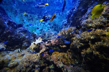 Sea Aquarium Potret Dunia Bawah Laut Yang Mempesona Sea Aquarium Potret Dunia Bawah Laut Yang Mempesona