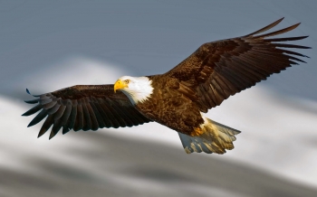 Gambar Burung Elang Keren Gambar Burung Elang Keren